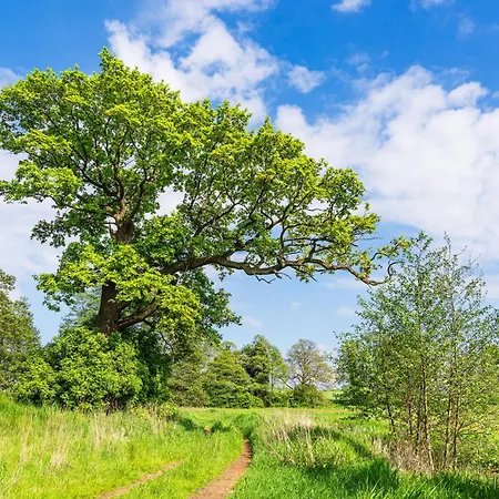 In Usedom - Insel Usedom 2319 Apartment Welzin
